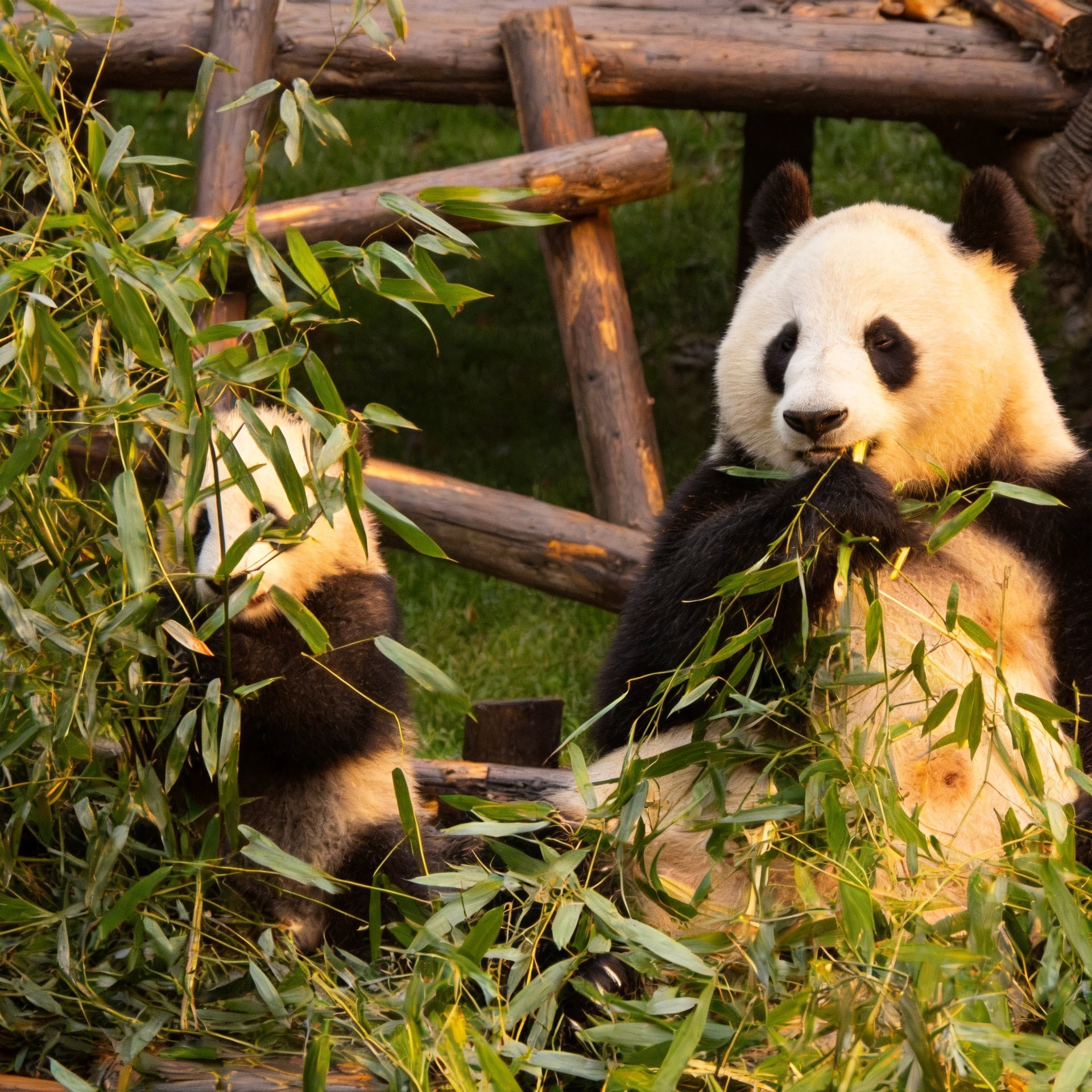 Natural Panda Paradise in Chengdu